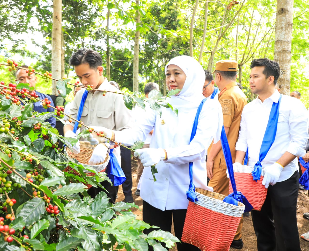 Panen Raya Kopi Bersama Wapres Gibran Di Bondowoso, Gubernur Khofifah Kenalkan Strategi Communal Branding untuk Penuhi Pasar Ekspor