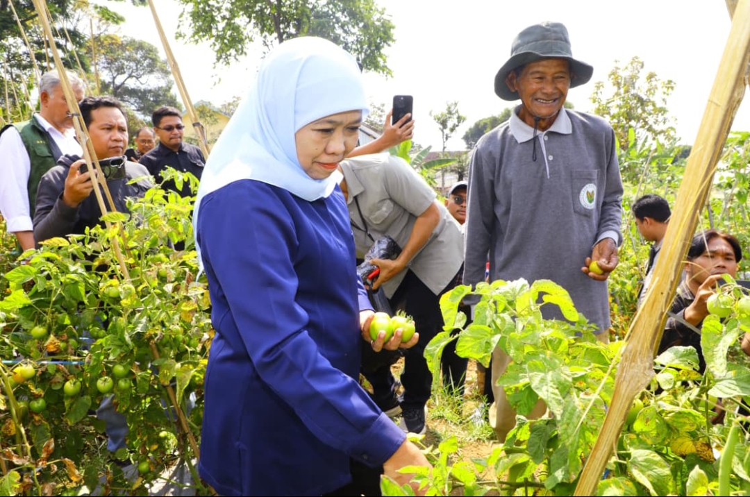 Gubernur Khofifah Beli Tomat Petani Rp4.000/kg, Pastikan Intervensi Harga Jadi Jalan Keadilan untuk Petani