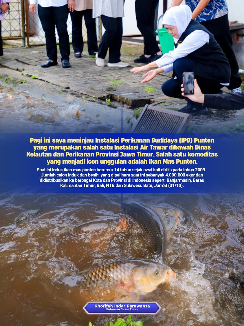 Gubernur Khofifah Pastikan Budidaya Ikan Mas Punten Diperluas, Siap Penuhi Pasar Nasional dan Regional