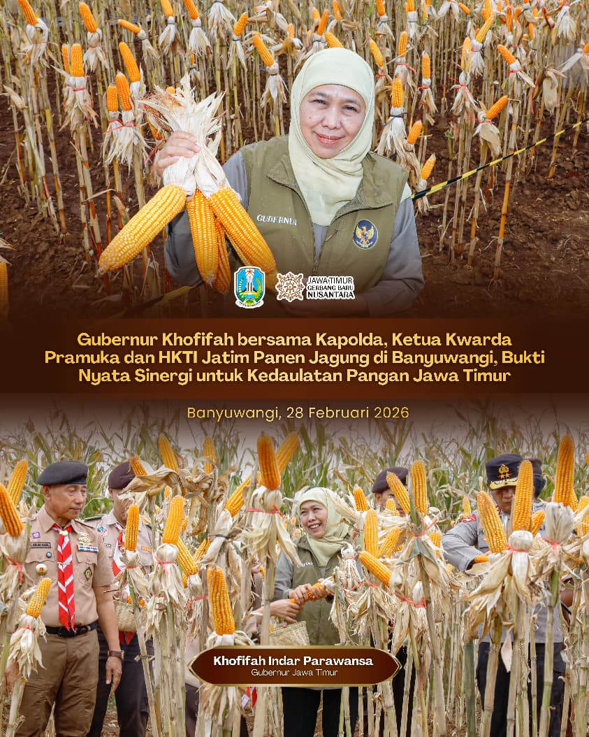 Gubernur Khofifah Indar Parawansa Panen Jagung di Banyuwangi, Perkuat Peran Jatim sebagai Lumbung Pangan
