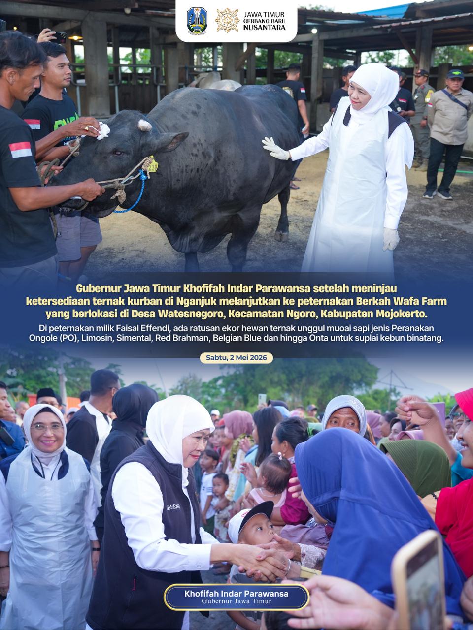 Gubernur Khofifah Tinjau Wafa Farm Mojokerto, Pastikan Stok Hewan Kurban Aman dan Sehat