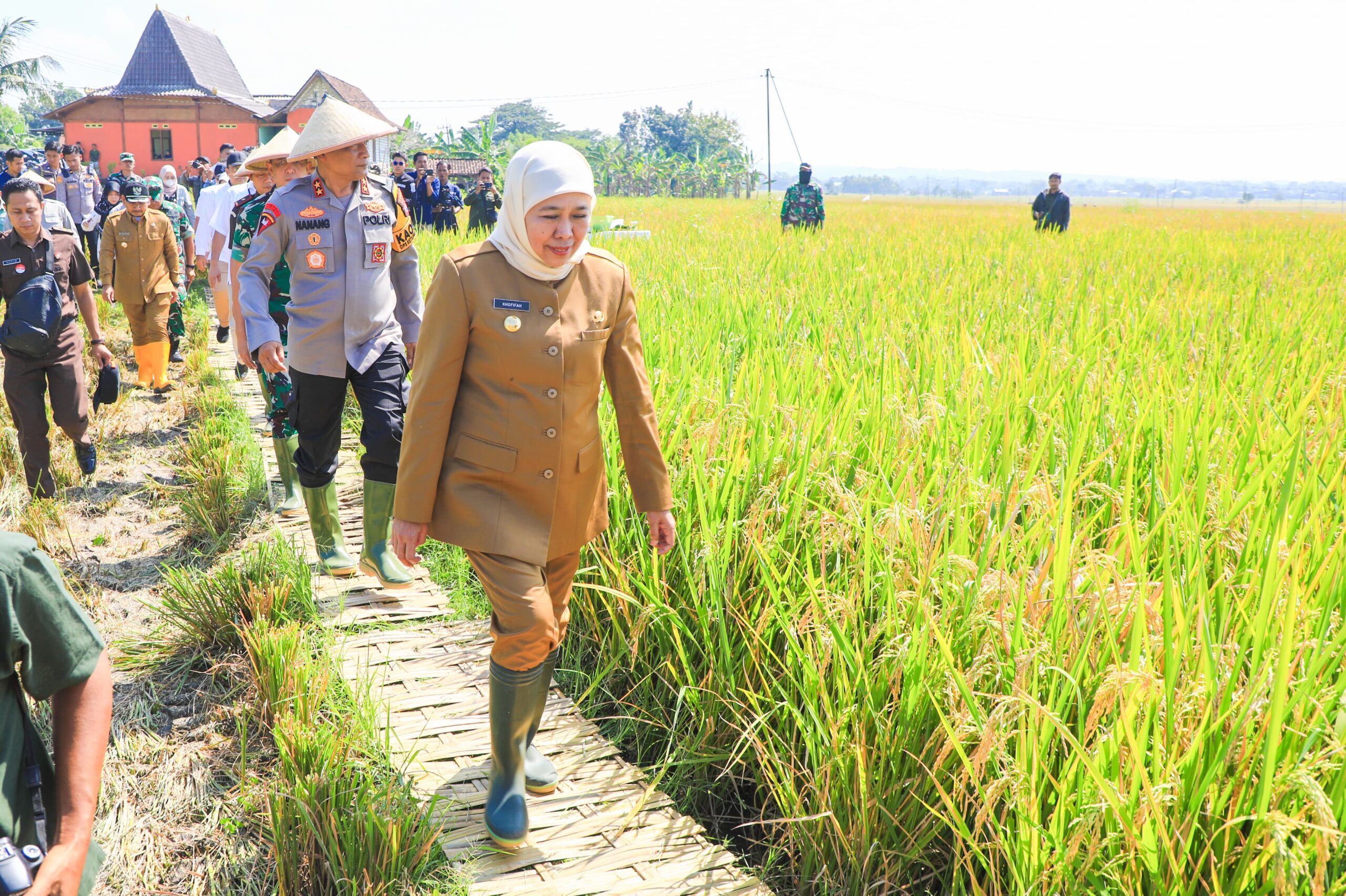 Potensi Produksi Padi Jatim Capai 7,71 Juta Ton GKG, Gubernur Khofifah Sebut Bukti Kuatnya Ekosistem Pertanian Daerah