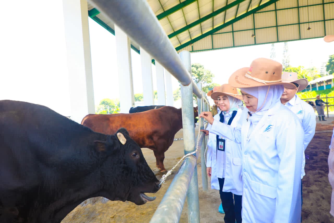 Tinjau BBIB Singosari, Gubernur Khofifah Optimistis Indonesia Mampu Wujudkan Swasembada Daging dalam Tiga Tahun